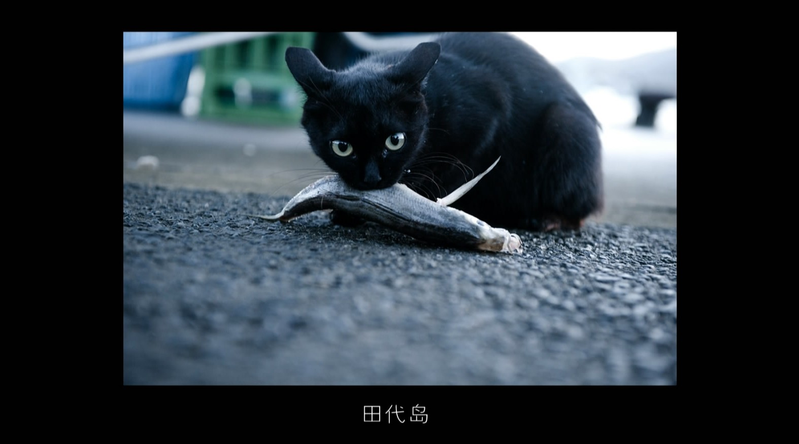 《共生主义》第三集《我、东京、猫》 