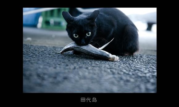 《共生主义》第三集《我、东京、猫》 