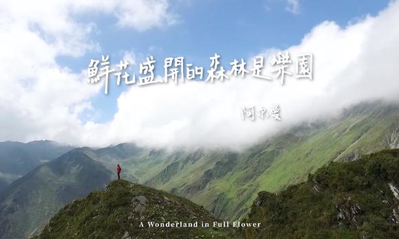 四姑娘山人文纪录片《云端的山语》- 鲜花盛开的森林是乐园 