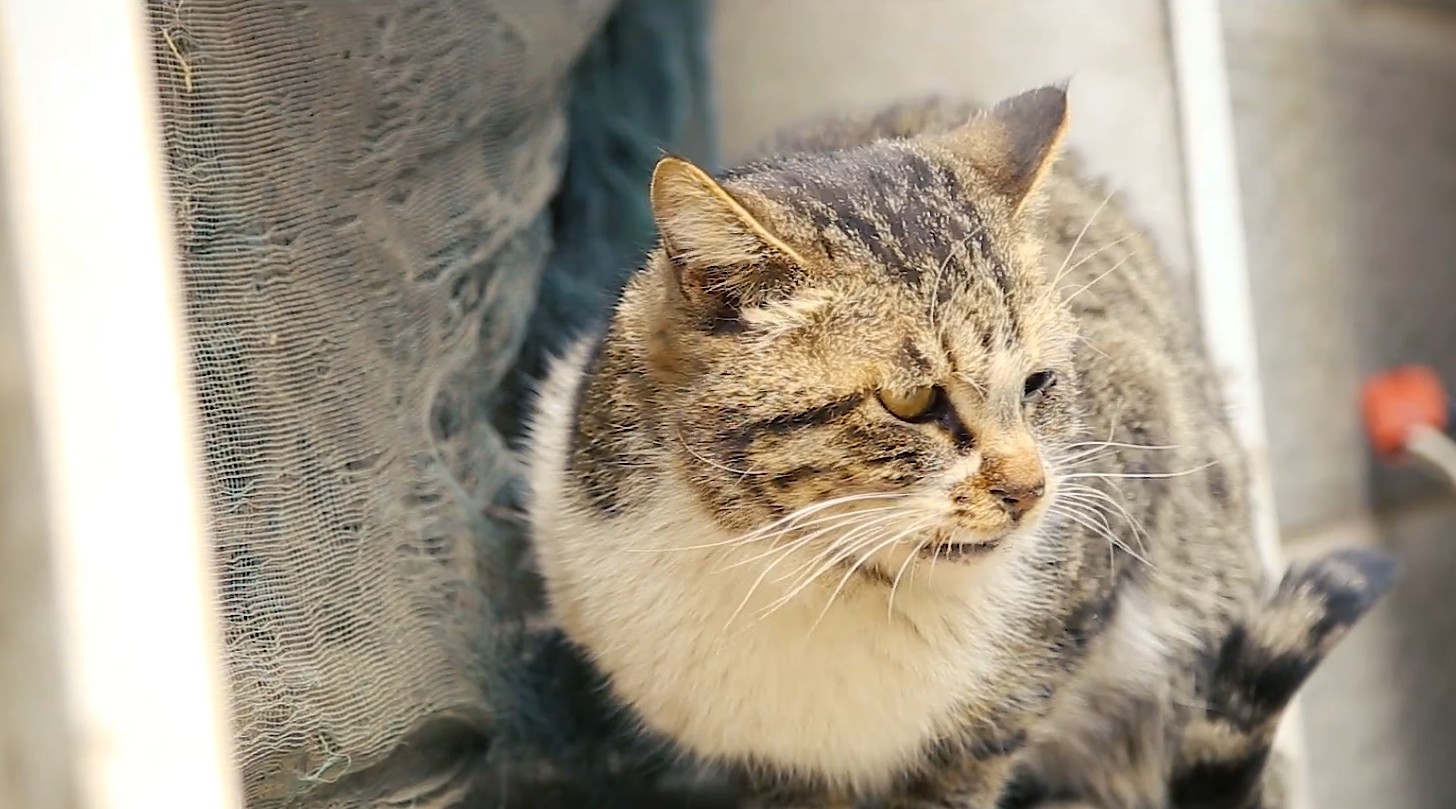 【比如视频】人文短视频之救猫十年 