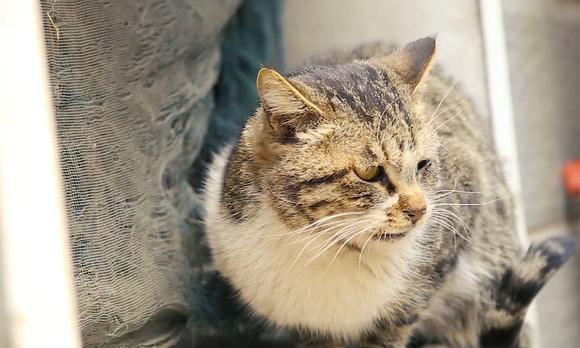 【比如视频】人文短视频之救猫十年 