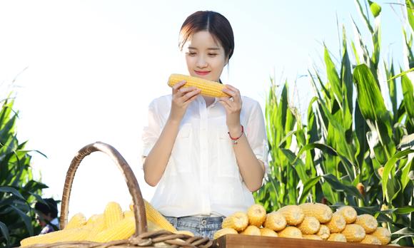 《岭上公主》 公主岭鲜食玉米品牌形象片 