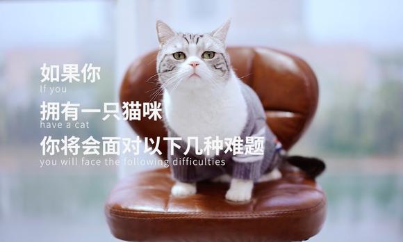 CATLINK 猫砂盆·产品头图视频 