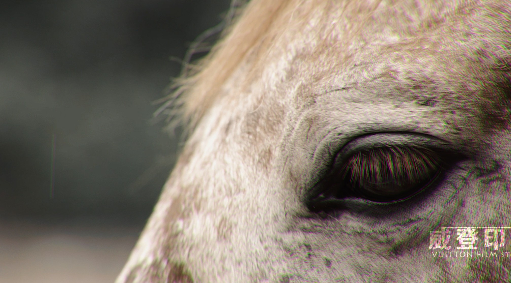 「Horse」·#Vuitton Film婚前预拍短片# 