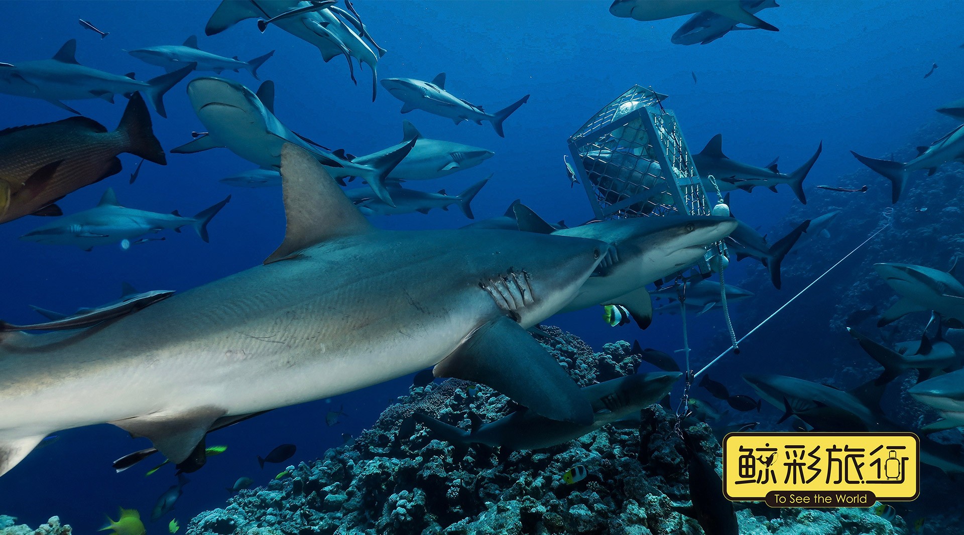 在大堡礁与鲨鱼潜水是什么样？到底危不危险？ 
