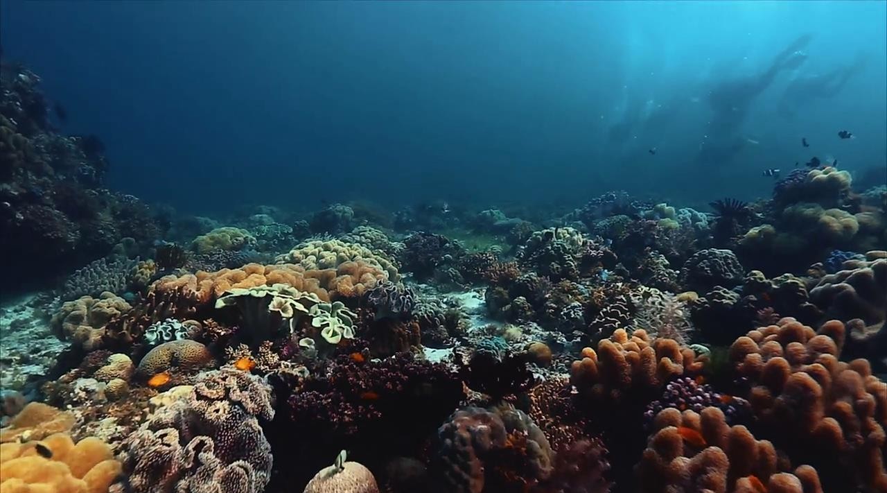 达拉盖地潜水之旅-探索蓝色鸦片 